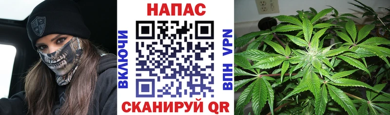 Купить где  Мураши  Бошки марихуана White Widow 